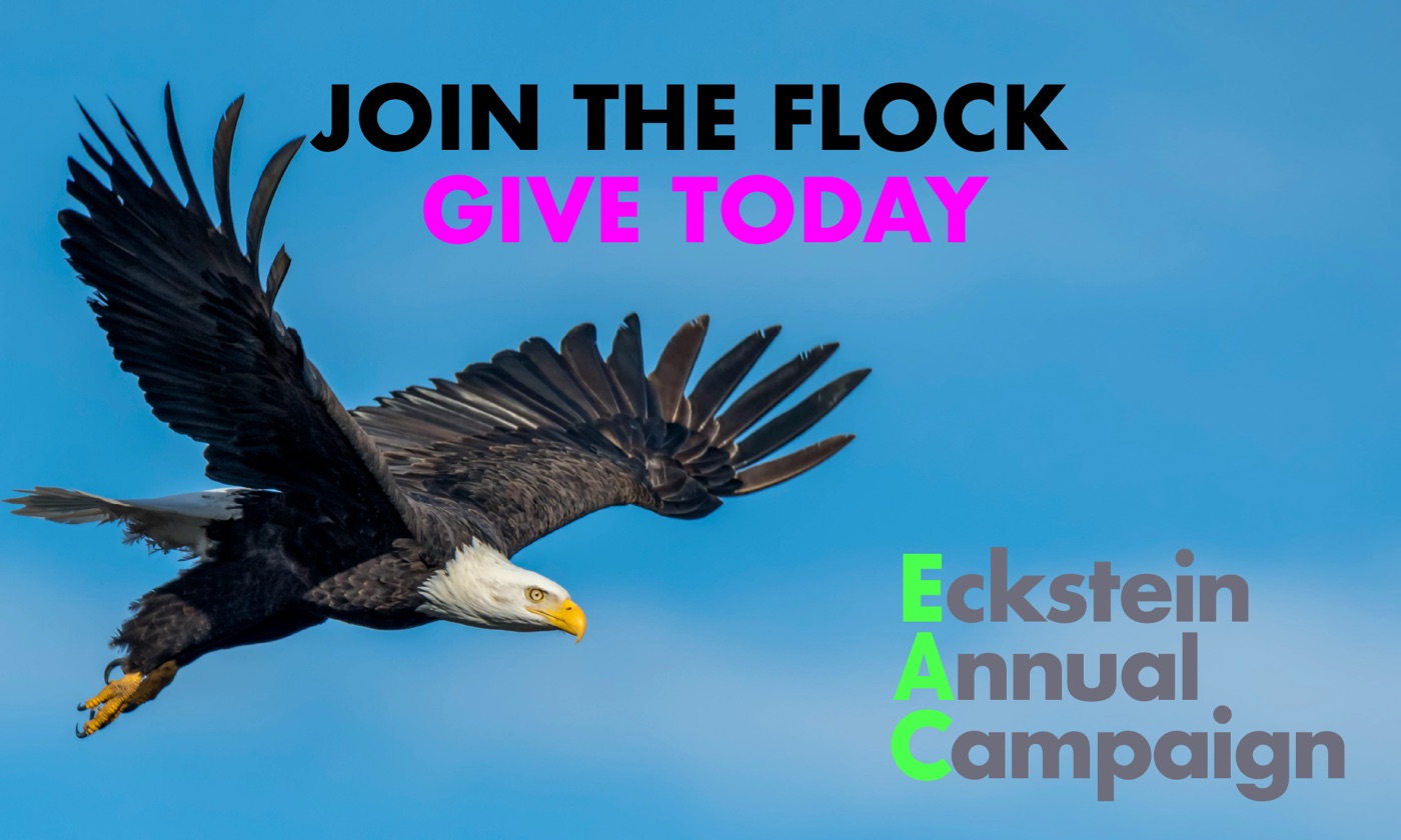 Join the Flock &mdash; Give Today. Eckstein Annual Campaign.